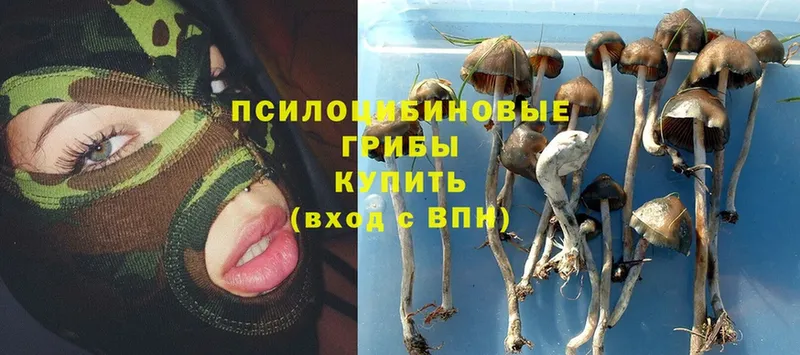 Псилоцибиновые грибы Psilocybe  сайты даркнета состав  Серов 